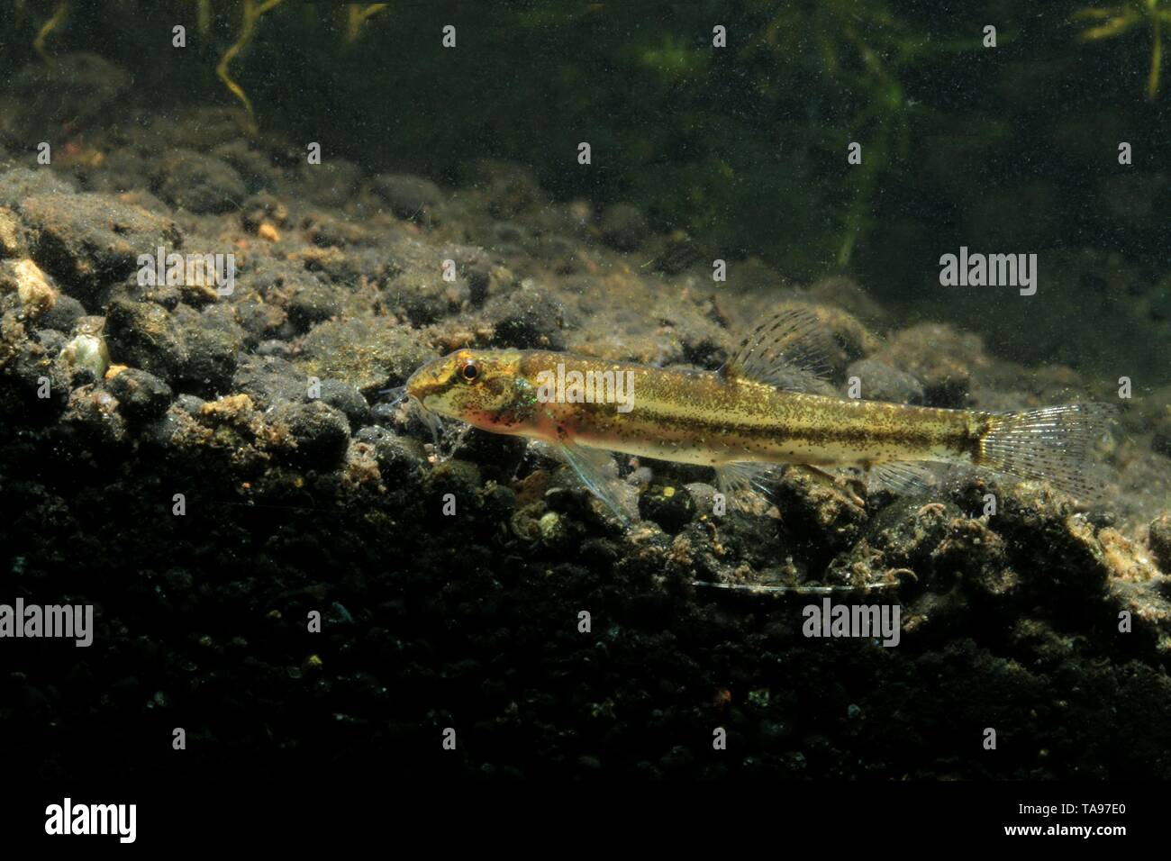 Offene wasser wohnende cypriniden Fotos und Bildmaterial in hoher