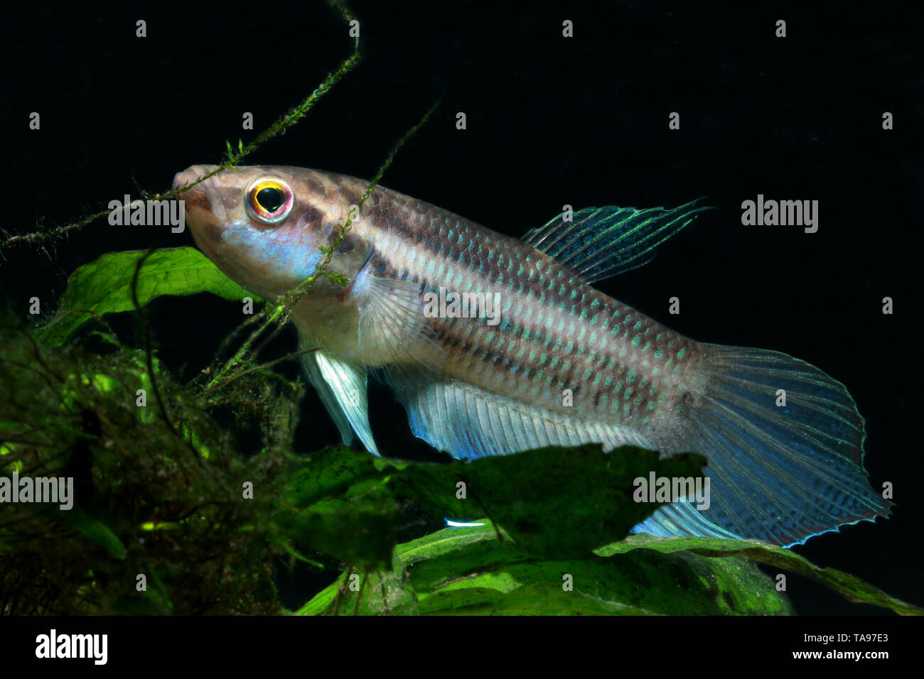 Penang Betta oder Betta pugnax Stockfoto