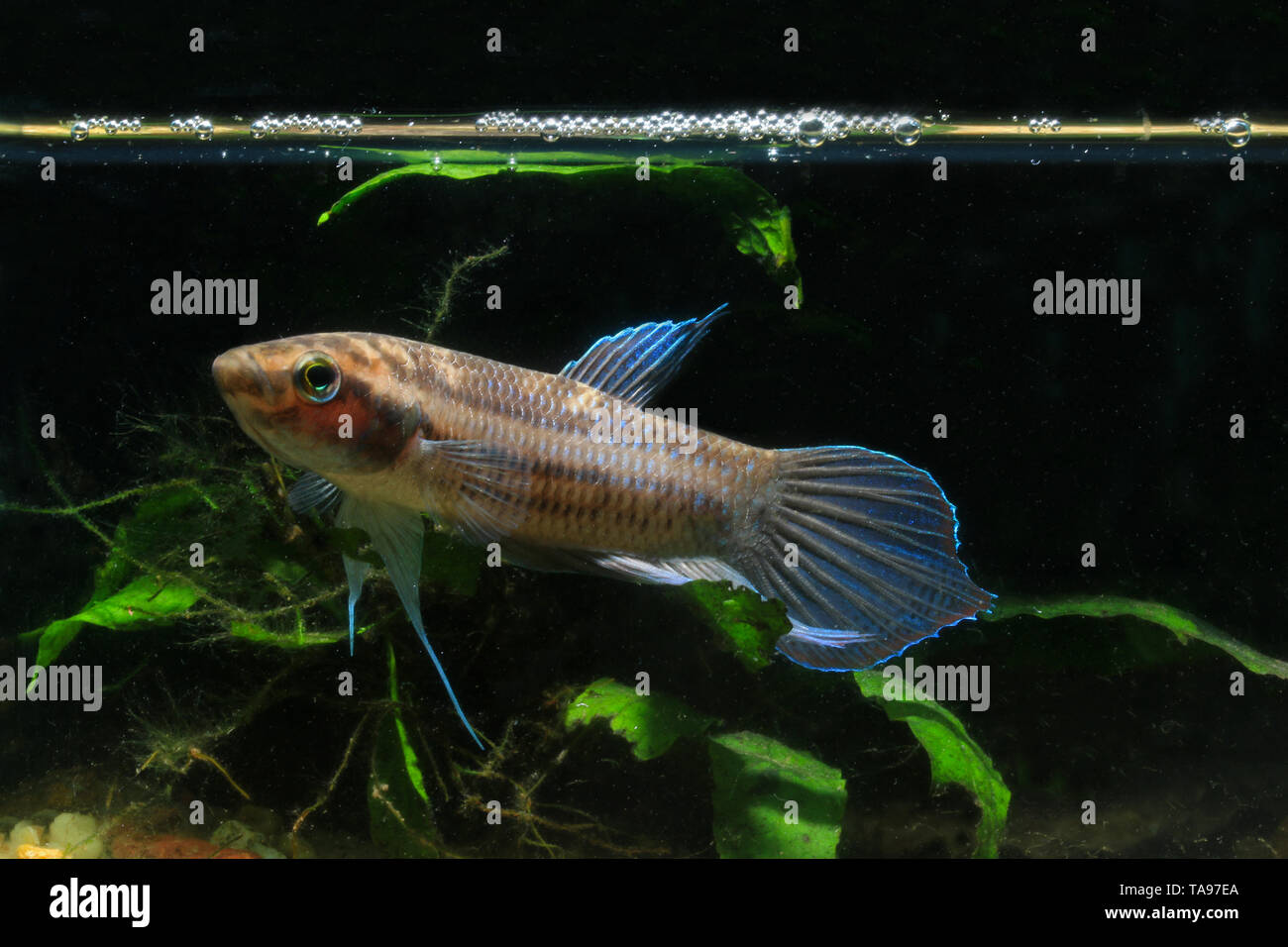 Penang Betta oder Betta pugnax Stockfoto