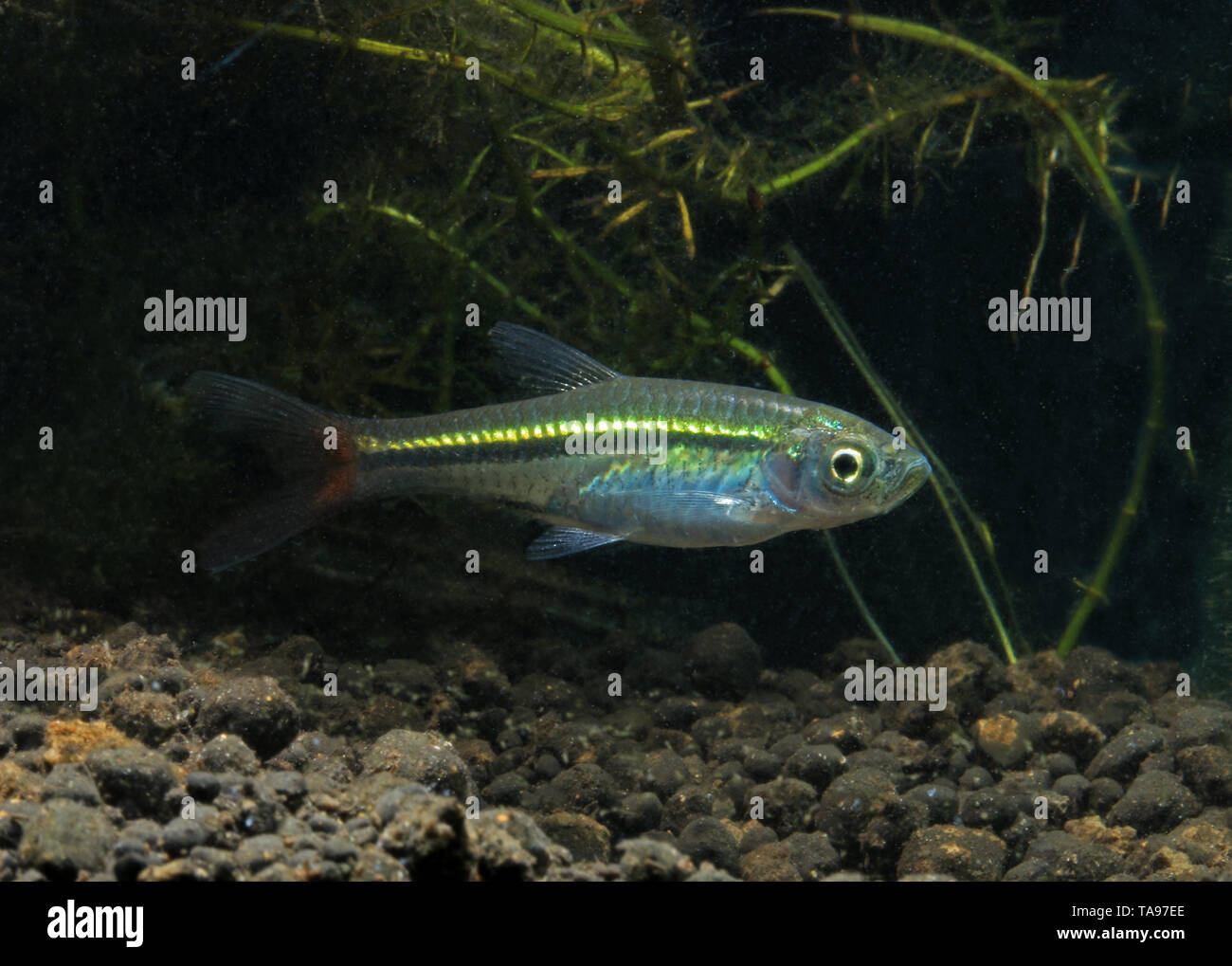 Wild Rasbora von Malaysia, Rasbora borapotensis, Stockfoto