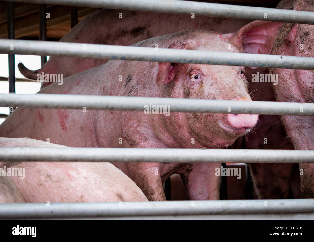 Die Schweine in den LKW-Transport vom Bauernhof bis auf den Schlachthof. Fleischindustrie. Viehbestand. Tier Fleischmarkt. Tiere rechte Konzept. Schwein Leiden und Grausamkeit Stockfoto
