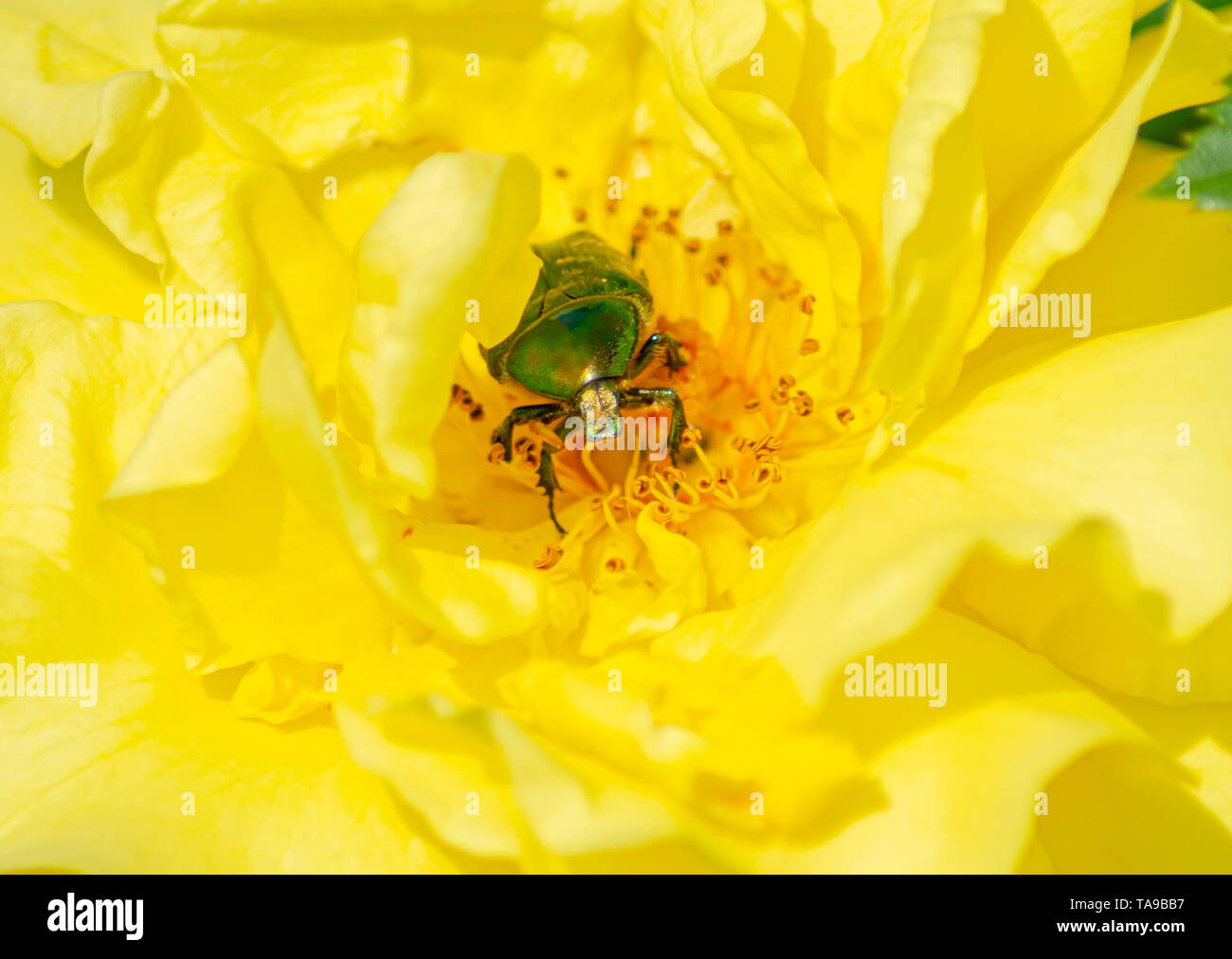 Nahaufnahme von einem grünen Eutopean rose Käfer Käfer auf eine gelbe Rose. Stockfoto