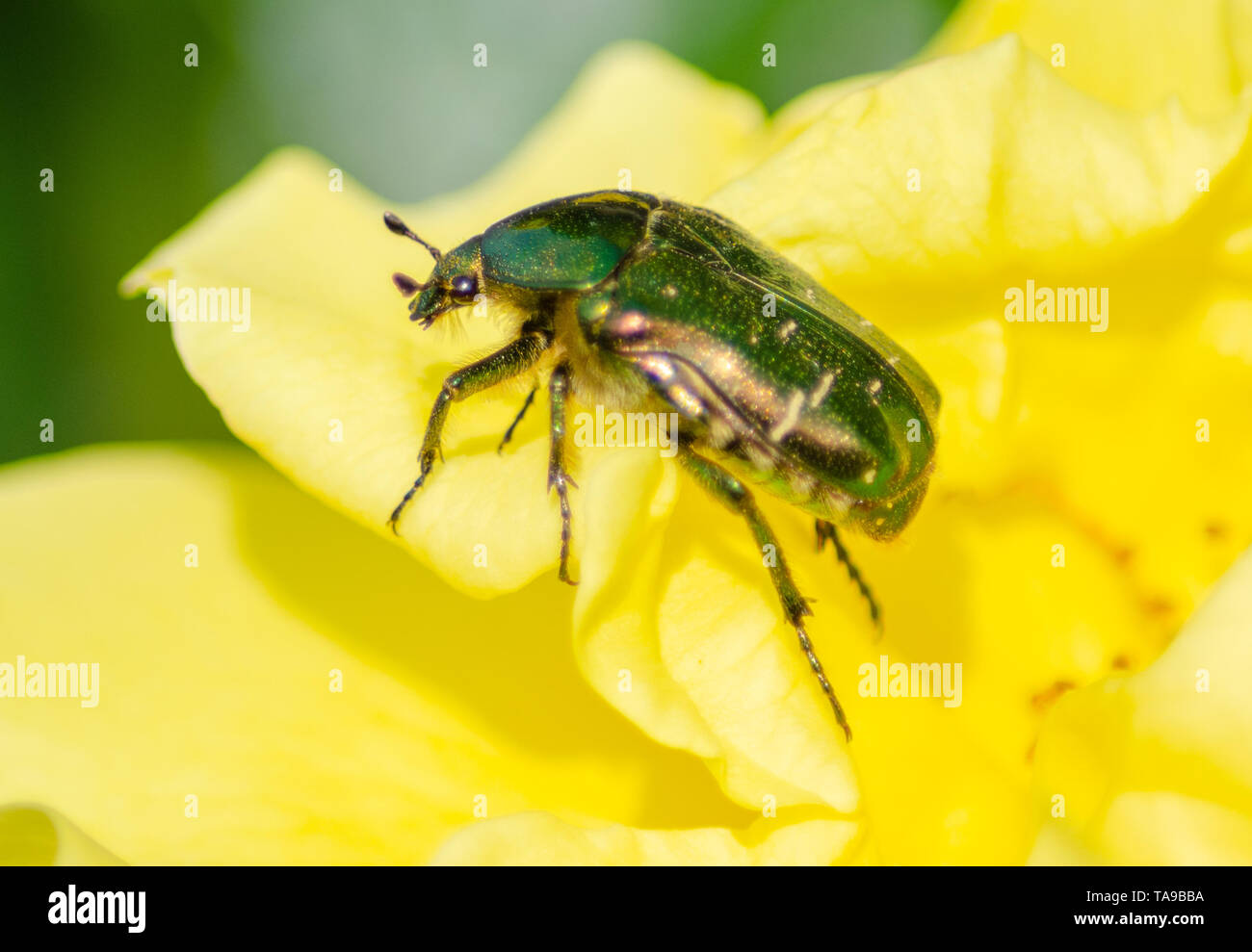 Nahaufnahme von einem grünen Eutopean rose Käfer Käfer auf eine gelbe Rose. Stockfoto