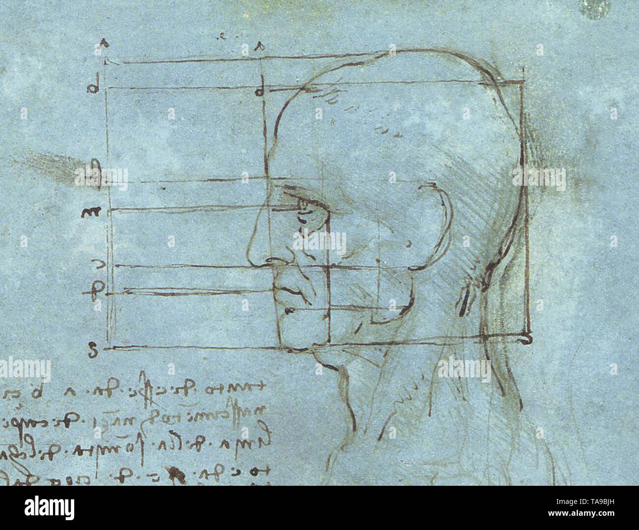 Leonardo Da Vinci - Proportionen Kopf C 1490 Stockfoto