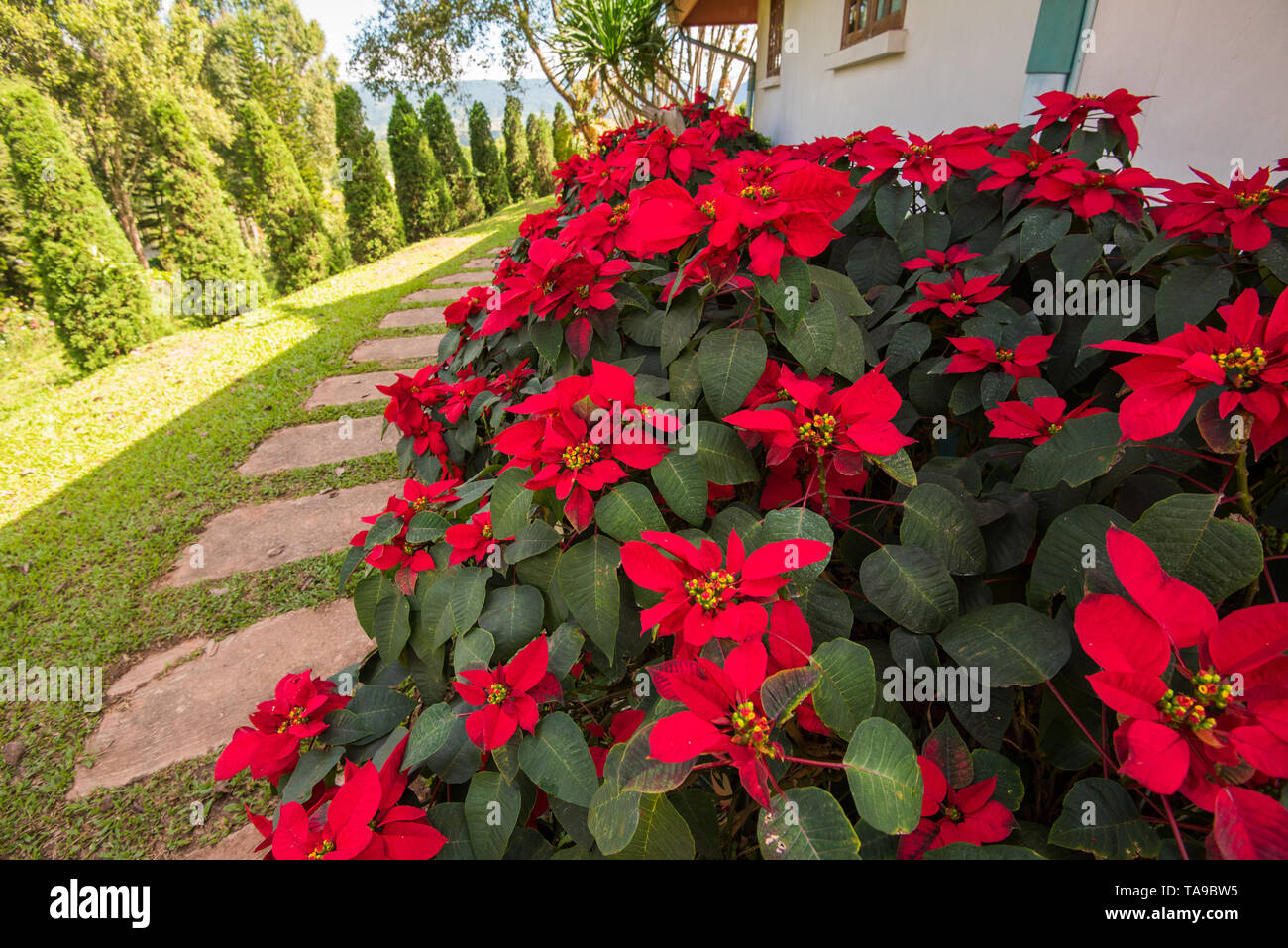 Schöne blatt rot Hintergrund/Weihnachtsstern rot Blumen