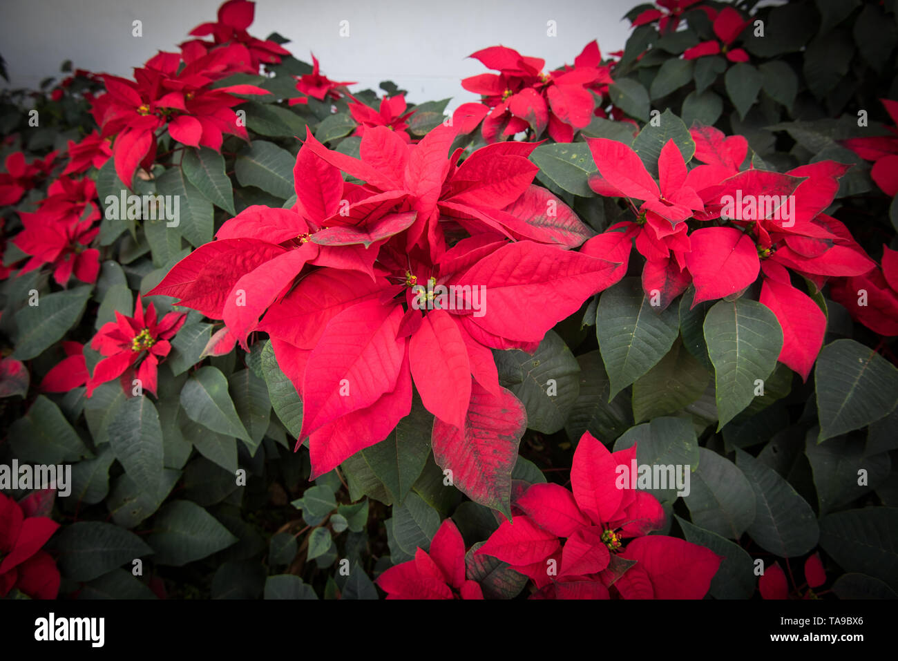 Weihnachtsstern baum in voller blüte Fotos und Bildmaterial in hoher