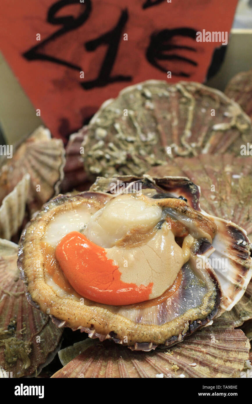 Coquille Saint-Jacques. Stockfoto