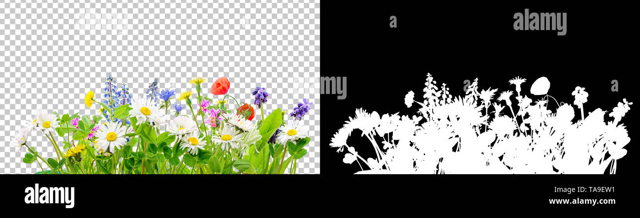 Frühling Gras und Gänseblümchen Wildblumen mit Freistellungspfaden und Alpha Kanal isoliert Stockfoto