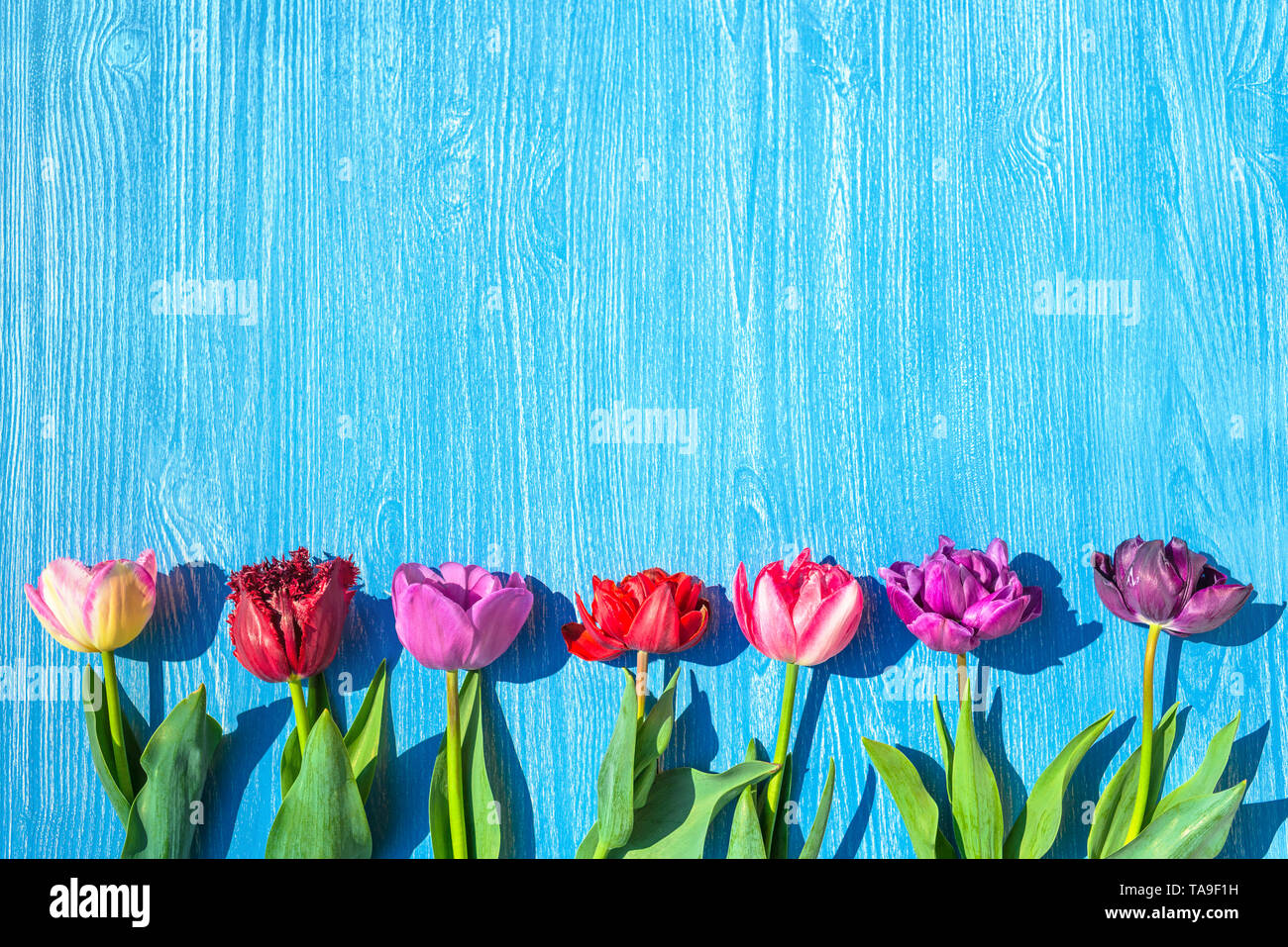 Bunte Tulpen Blumen Frühling Hintergrund Stockfoto