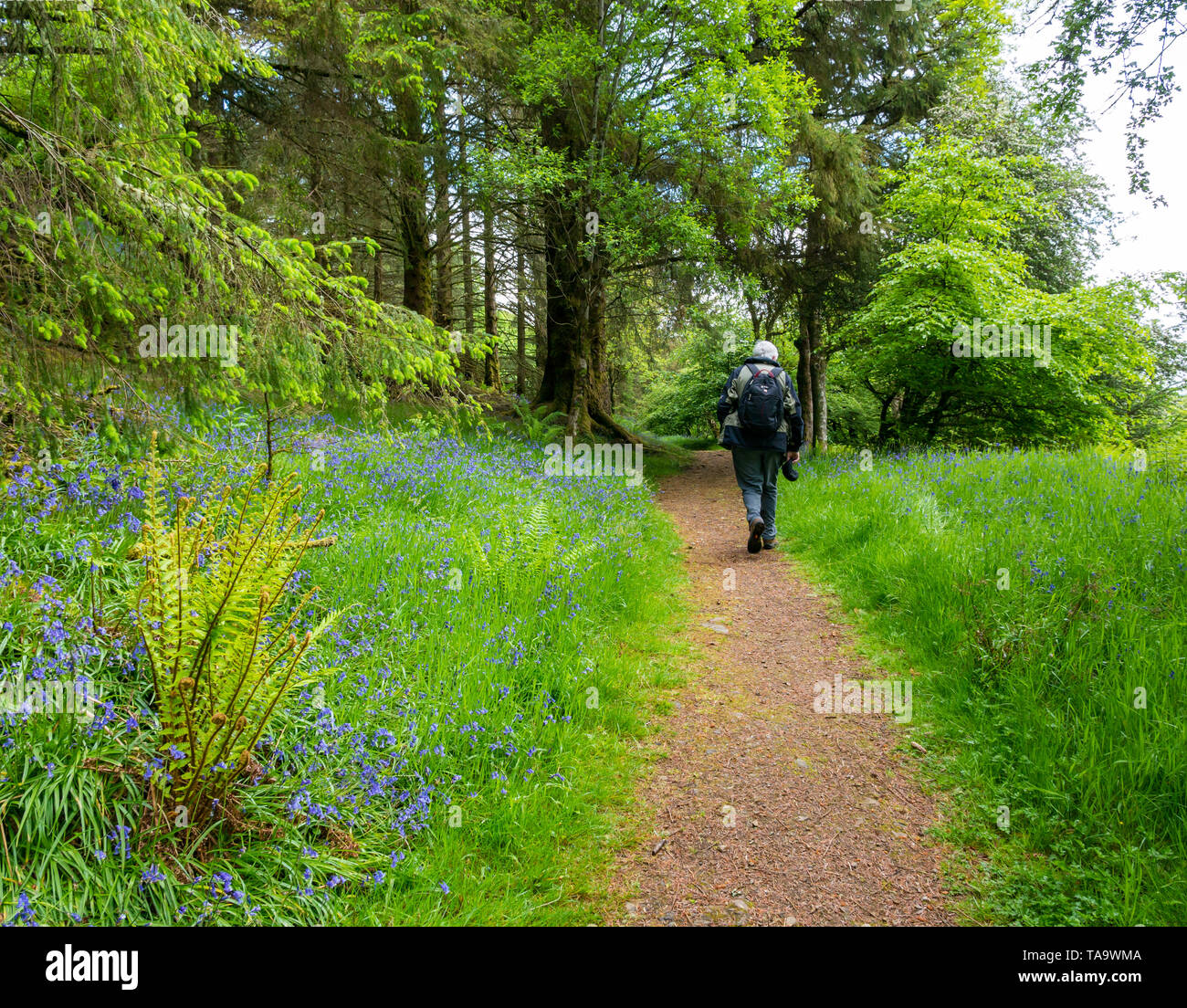 Halbinsel Sleat, Isle of Skye, Scottish Highlands, Schottland, Vereinigtes Königreich, 23. Mai 2019. UK Wetter: Frühling Sonne auf dem Teppich der bluebells entlang einer Wald Weg. Ein älterer Mann auf einem Wanderweg Stockfoto