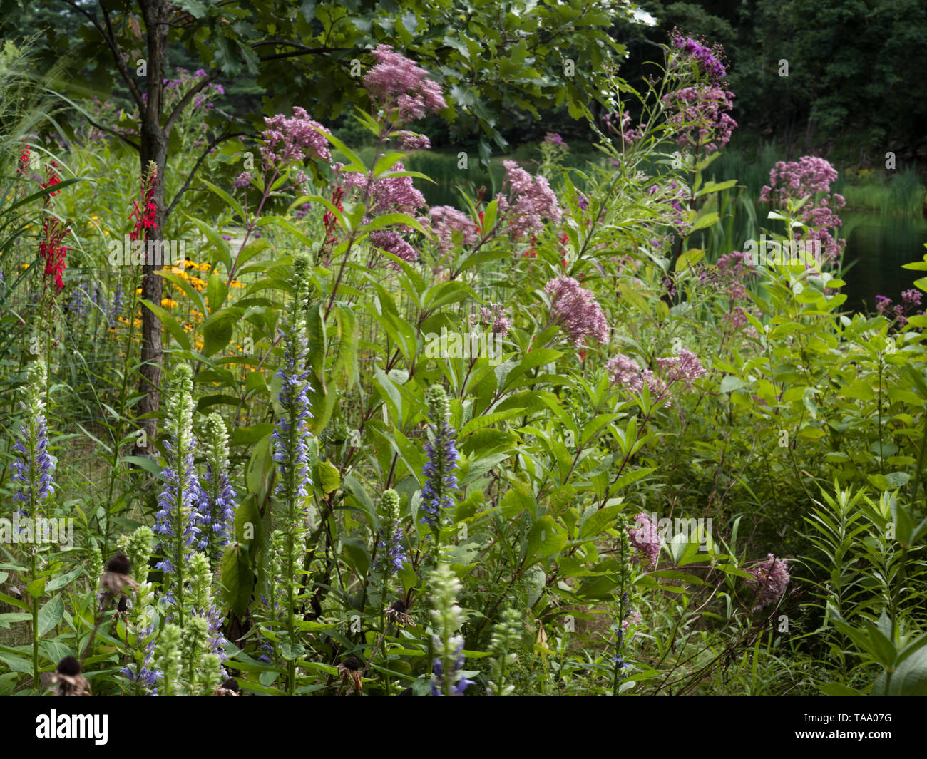 Verschiedenen einheimischen Pflanzen und hohe Gräser in der Nähe von Teich Stockfoto
