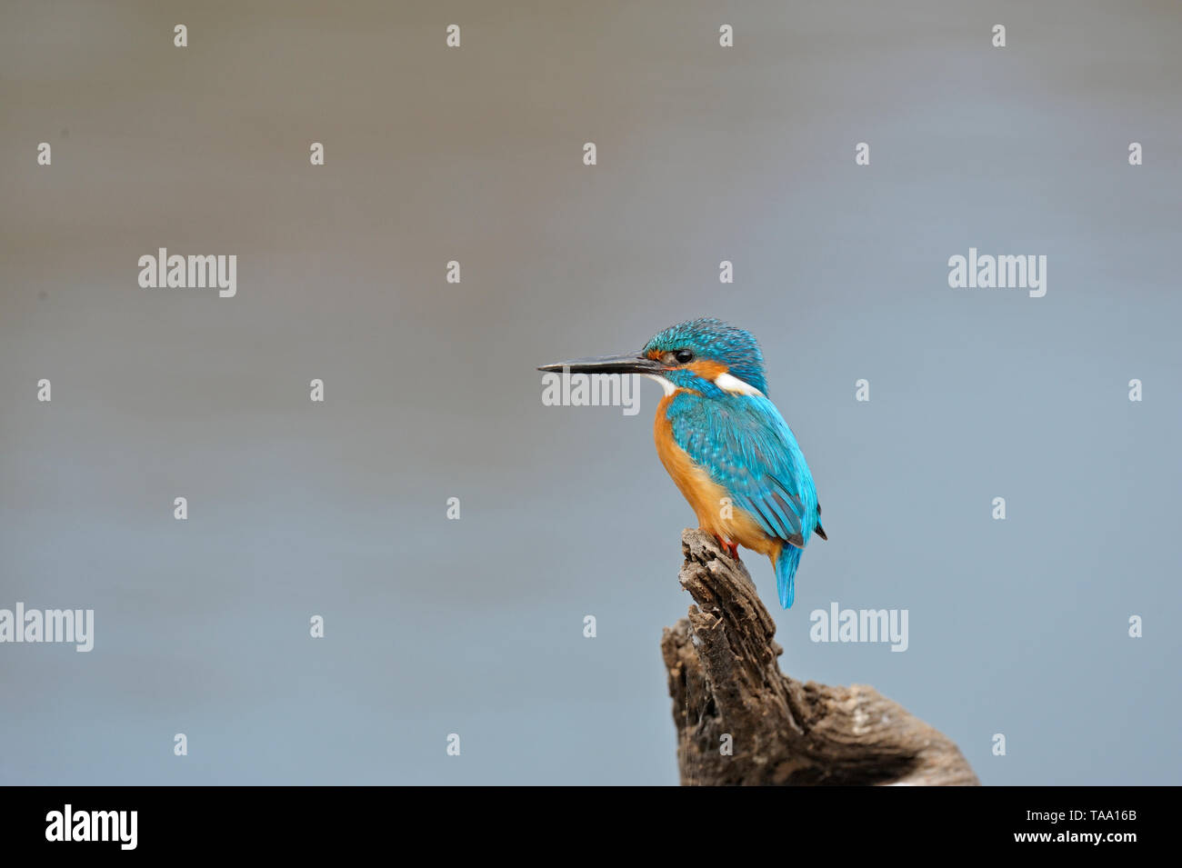 Kingfisher thront in der Nähe von See in Ranthambore Nationalpark, Rajasthan, Indien, Asien Stockfoto