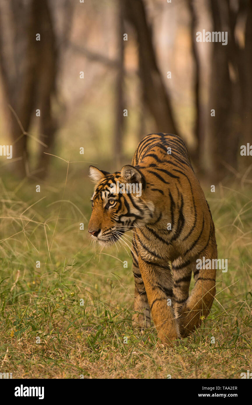 Bengal Tiger im Ranthambore Nationalpark, Rajasthan, Indien, Asien Stockfoto