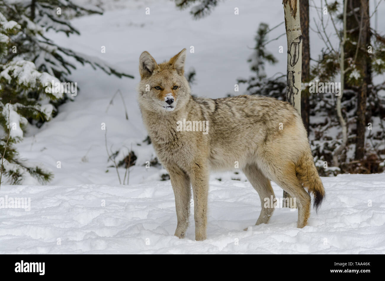 Wild coyote mit Schnee auf der Nase auf der Suche nach der nächsten Mahlzeit, im Wald Stockfoto
