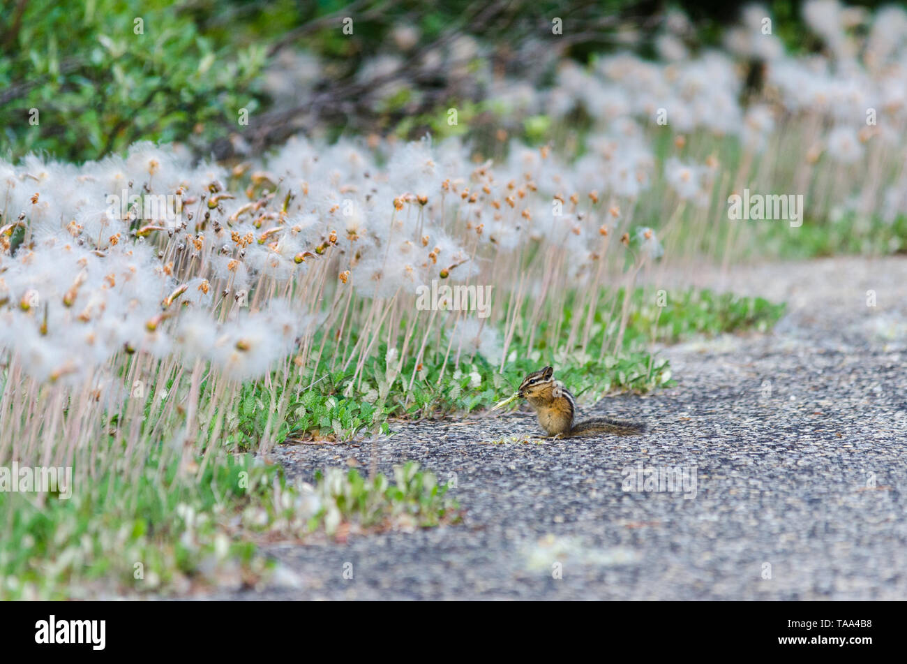 Golden-mantled ground squirrel Stockfoto
