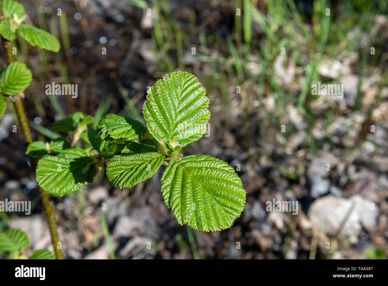 Alnus glutinosa, Europäische erle Blätter, Finnland Stockfoto
