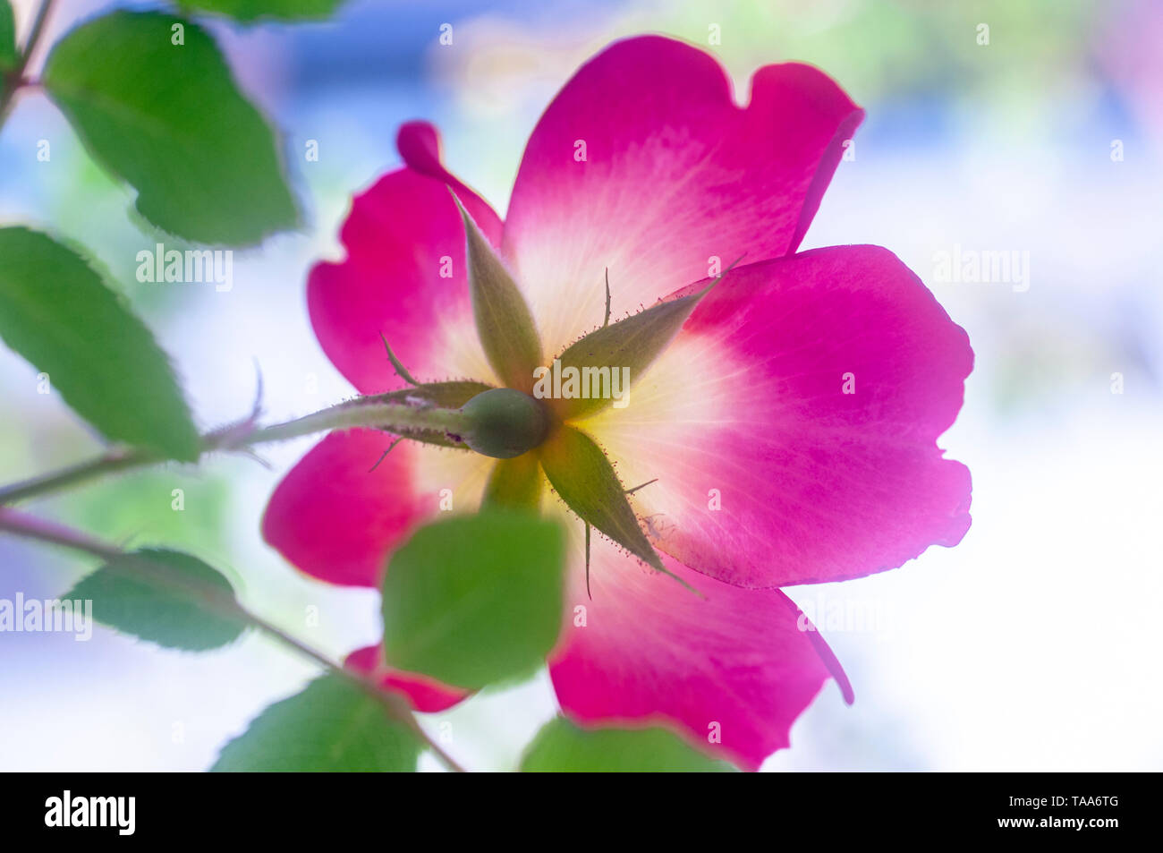 Red Rose Blume mit gelben Zentrum cocktail Meimick Kletterer rose Stockfoto