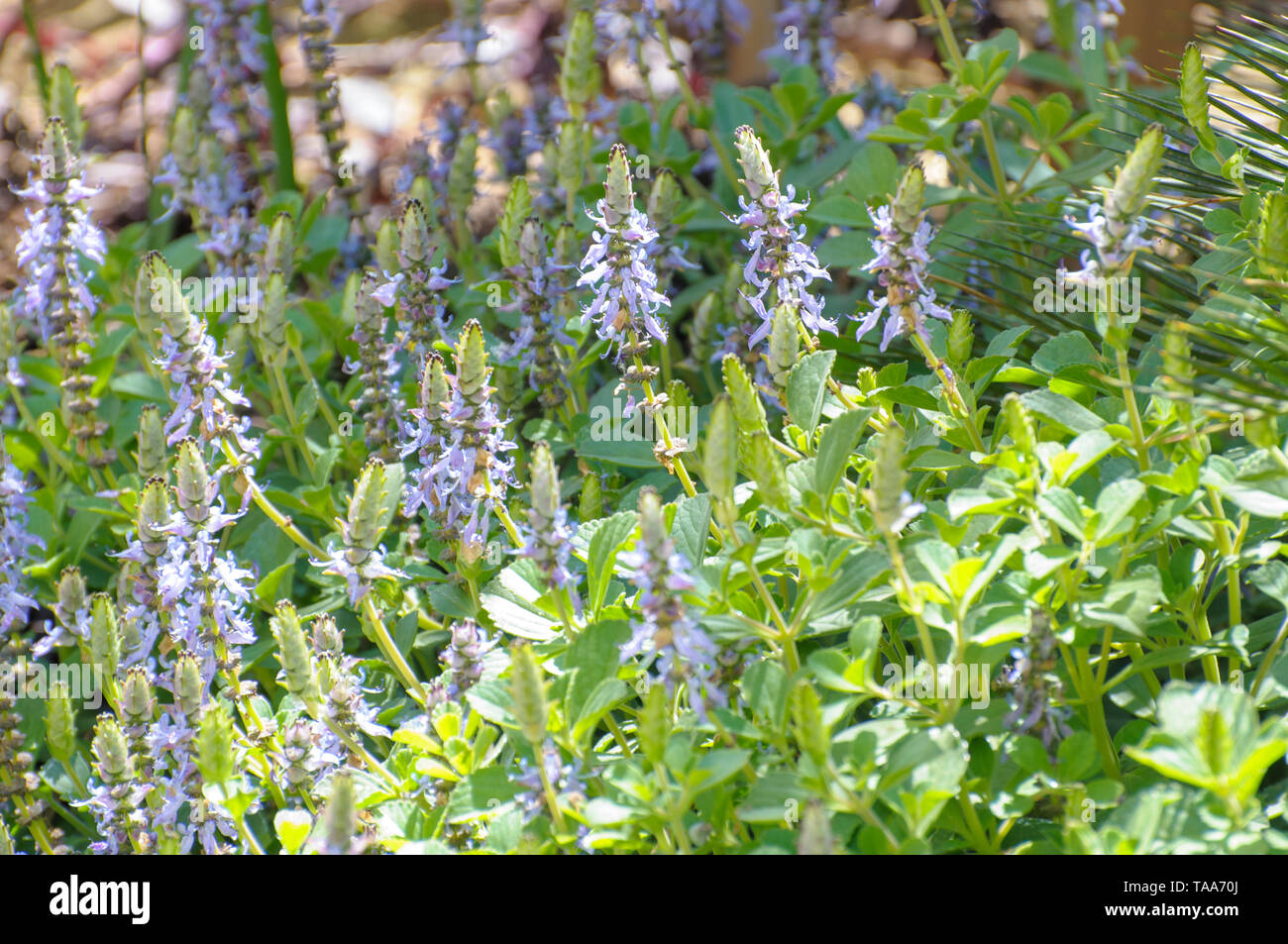 Blaue Hummer Blume Plectranthus neochilus (Hummer Bush, Bush, Fliegen