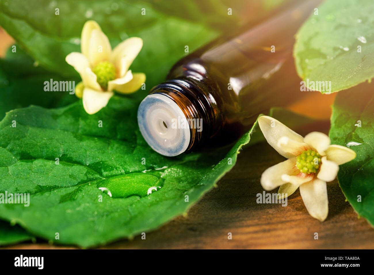 Pflanzliche alternative Medizin - ätherisches Öl Flasche mit Tropfen auf grünes Blatt Stockfoto