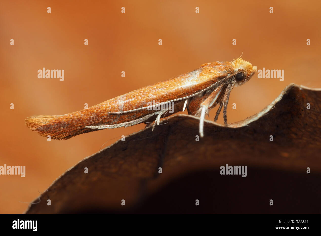 Zelleria hepariella Motte ruht auf gefallen Blatt. Tipperary, Irland Stockfoto