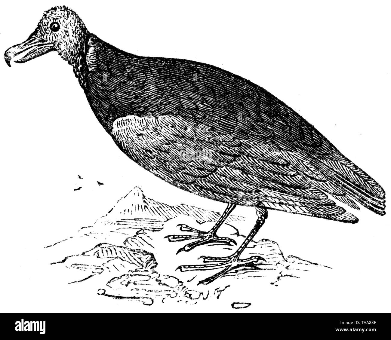 Holz graviert Illustration, von der "Schatzkammer der Natur" von Samuel Maunder, veröffentlicht 1848 Stockfoto