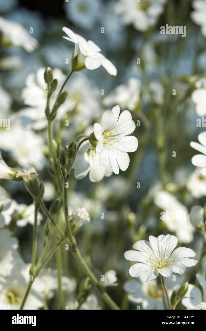 Schnee-im-Sommer Blumen oder Cerastium tomentosum blühenden Stockfoto