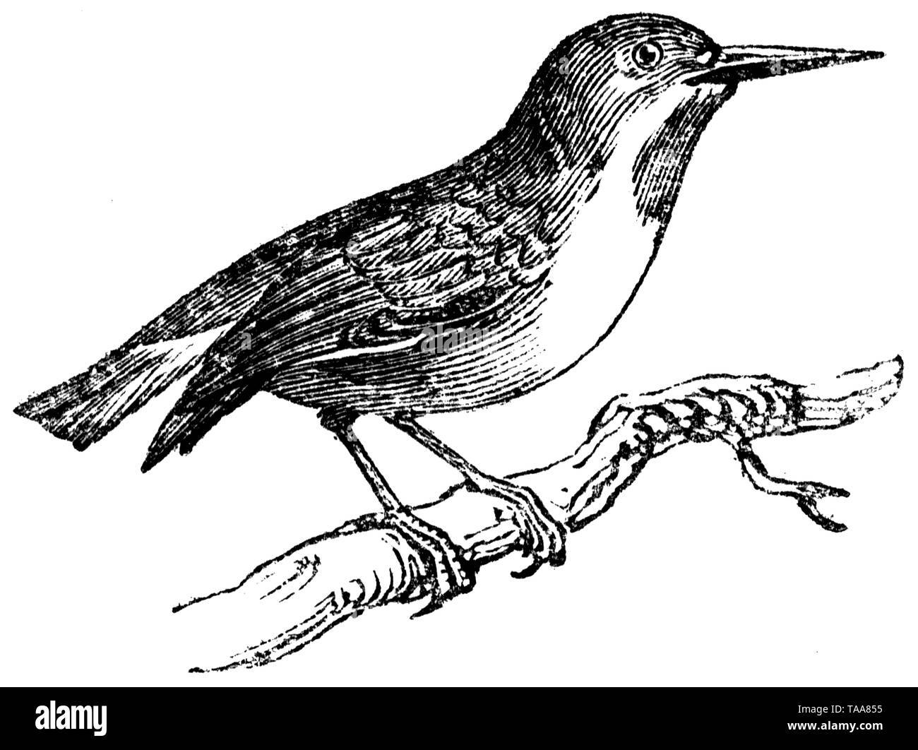 Holz graviert Illustration, von der "Schatzkammer der Natur" von Samuel Maunder, veröffentlicht 1848 Stockfoto