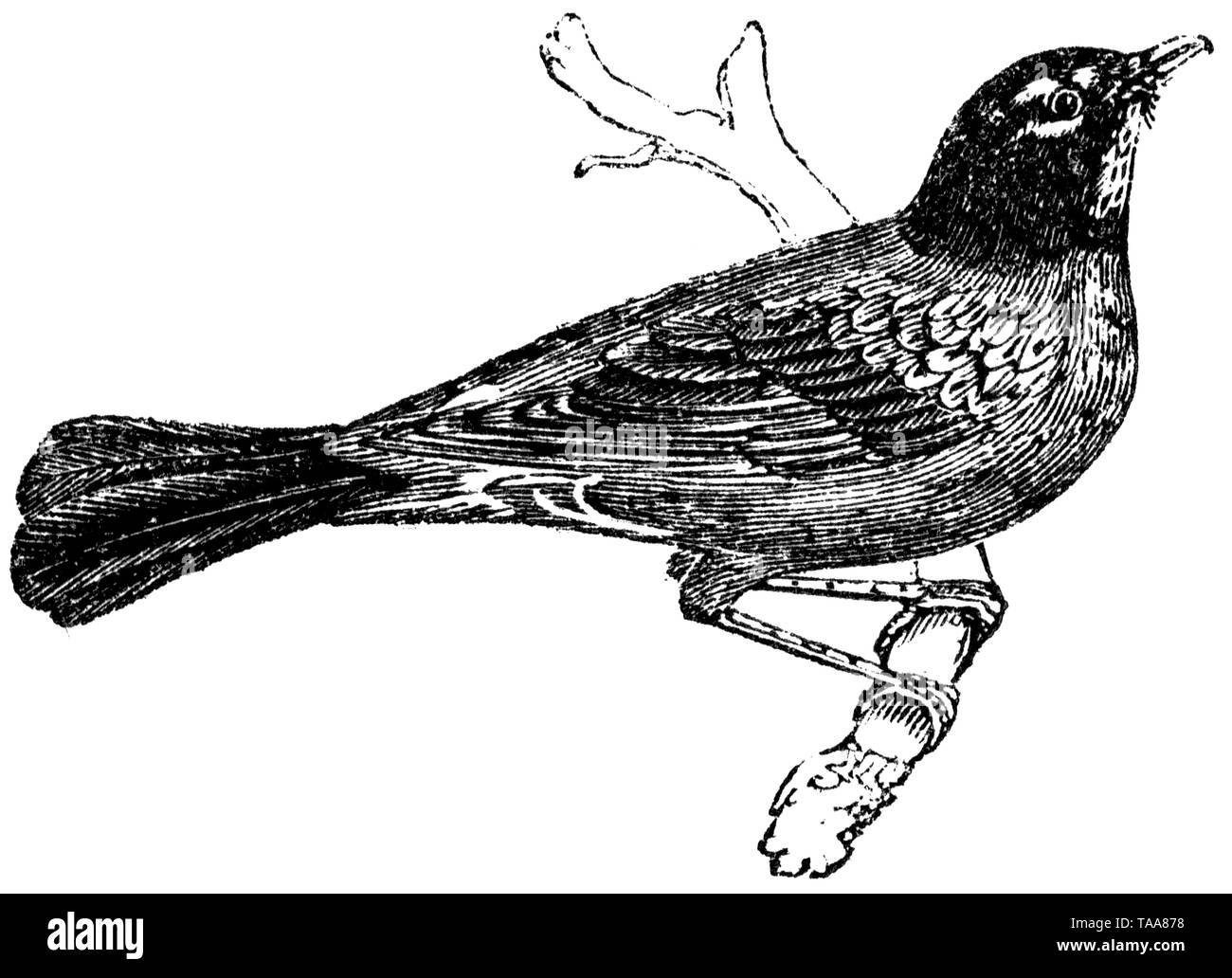 Holz graviert Illustration, von der "Schatzkammer der Natur" von Samuel Maunder, veröffentlicht 1848 Stockfoto