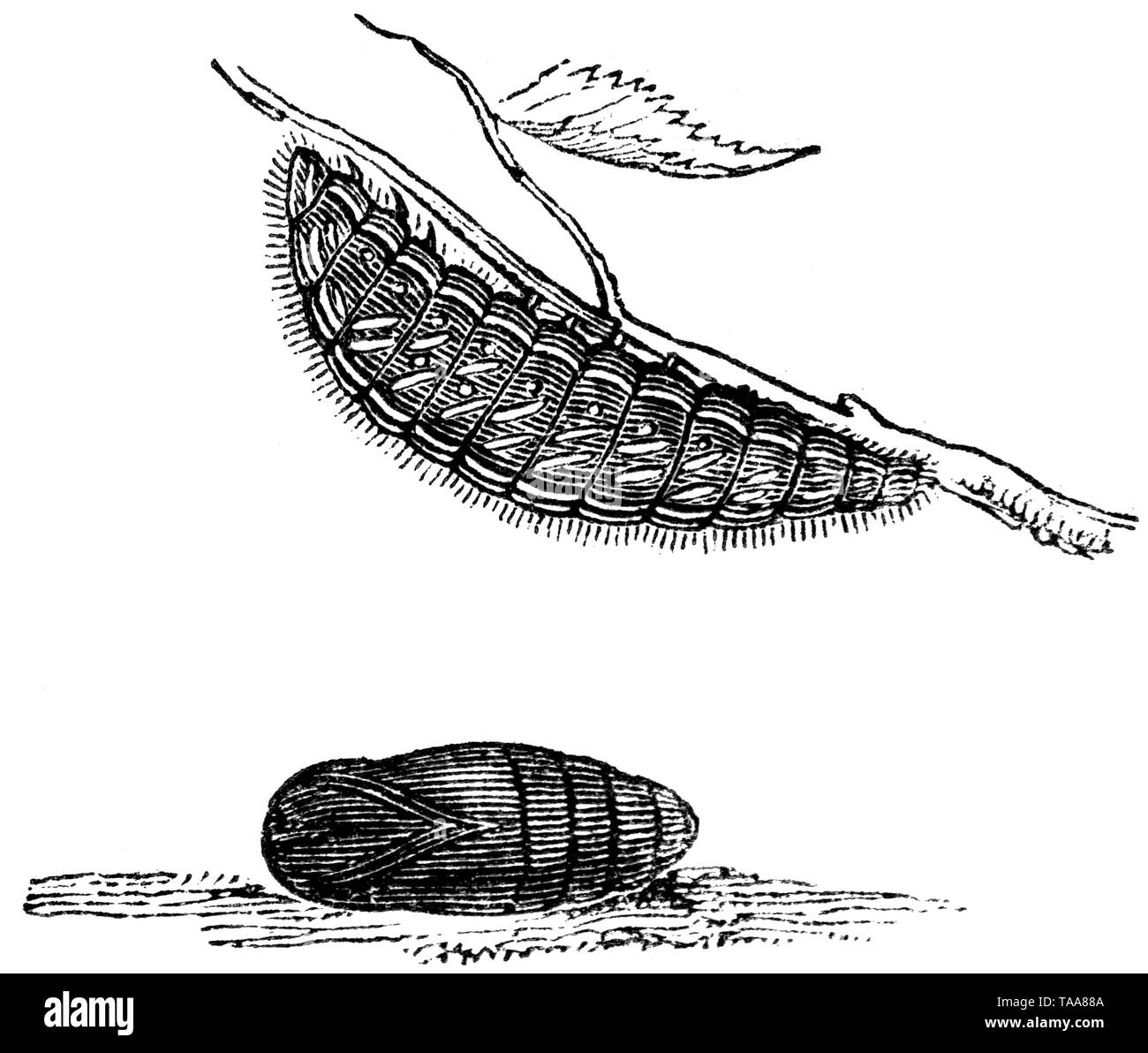Holz graviert Illustration, von der "Schatzkammer der Natur" von Samuel Maunder, veröffentlicht 1848 Stockfoto