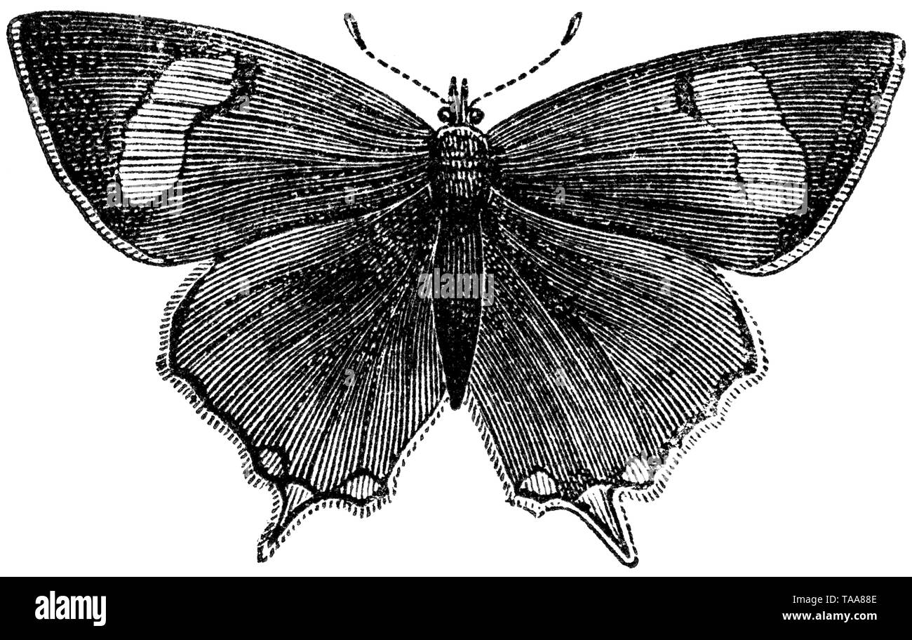 Holz graviert Illustration, von der "Schatzkammer der Natur" von Samuel Maunder, veröffentlicht 1848 Stockfoto