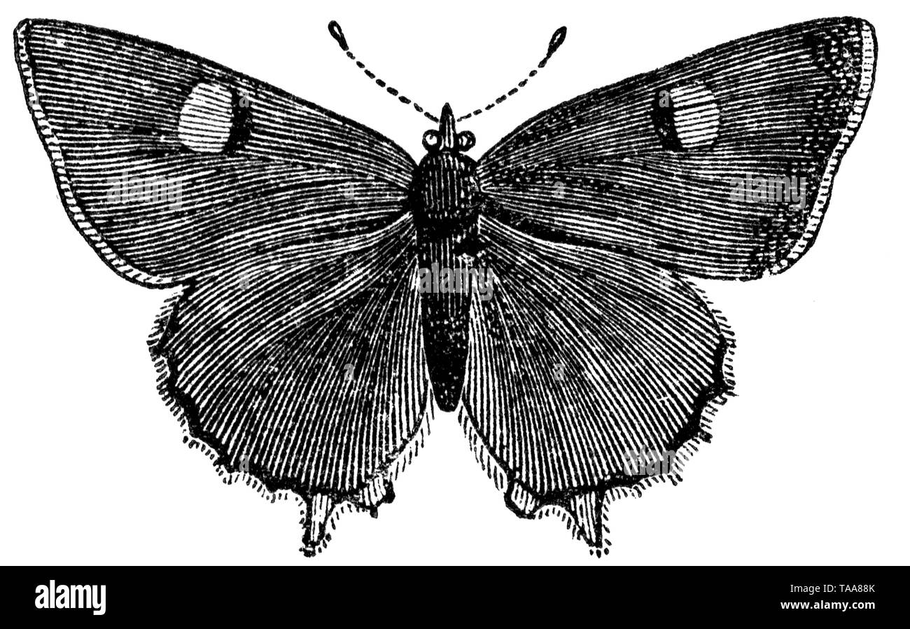 Holz graviert Illustration, von der "Schatzkammer der Natur" von Samuel Maunder, veröffentlicht 1848 Stockfoto