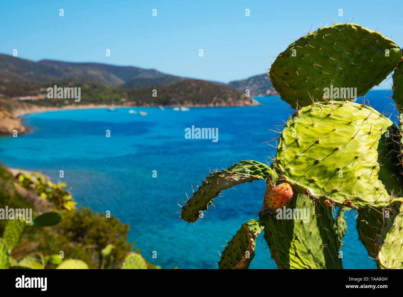 Einen Panoramablick über die Spiaggia di Mari Pintau Strand und das Mittelmeer in Sardinien, Italien, mit einem feigenkakteen im Vordergrund. Stockfoto