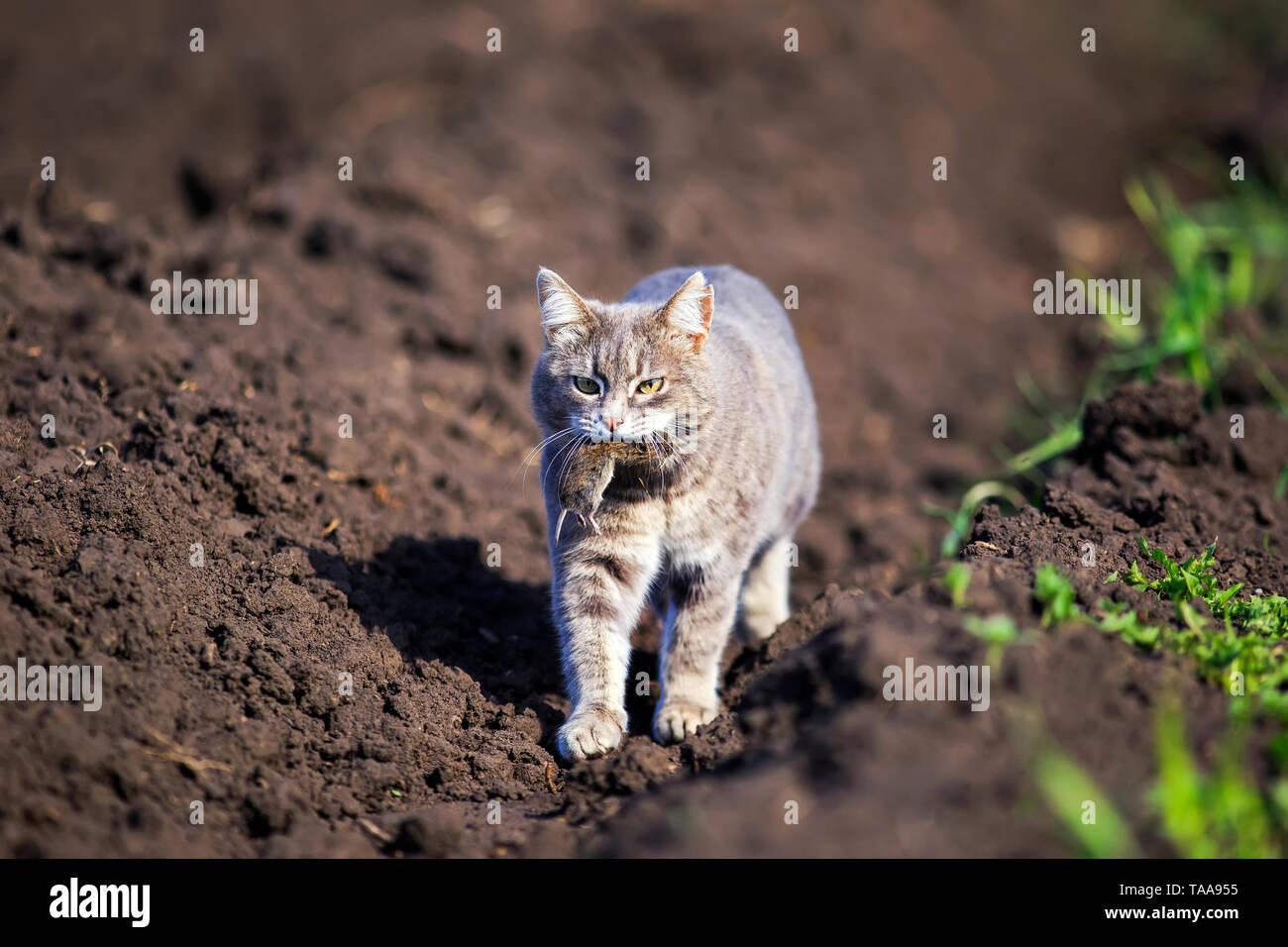 Flinke gestreifte Katze geht hinunter die Straße im Garten auf einem Bauernhof mit einem grauen Ratte in seine Zähne verfangen Stockfoto