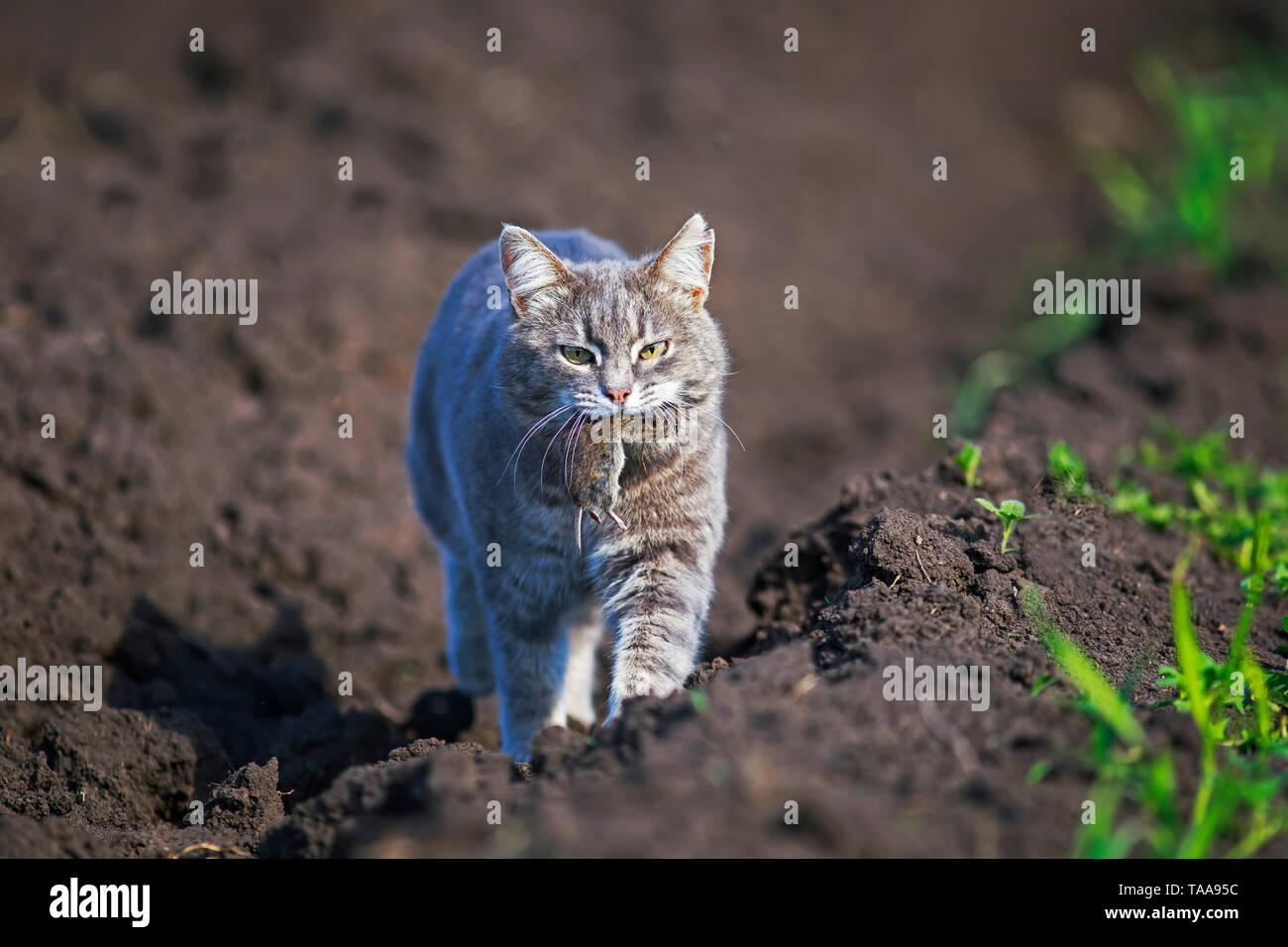 Flinke gestreifte Katze geht hinunter die Straße im Garten auf einem Bauernhof mit einem grauen Ratte in seine Zähne verfangen Stockfoto