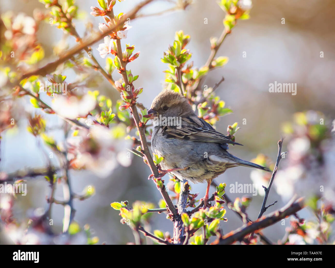 Kleiner Vogel Spatz sitzt im Frühling Garten auf einem Zweig von Kirschblüten sonnig warmen Morgen kann Stockfoto