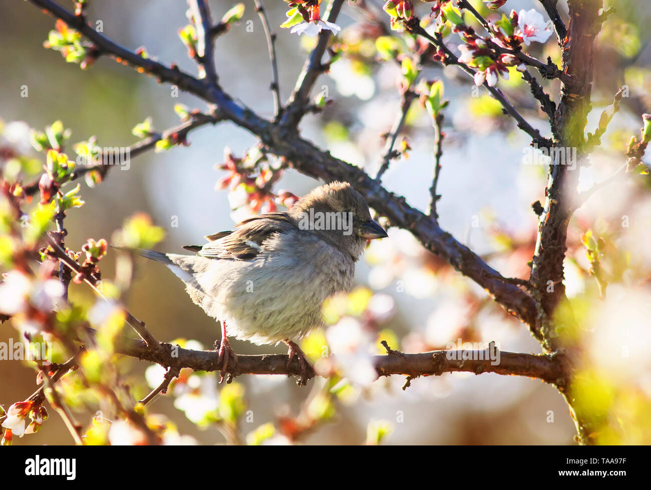 Vogel Spatz sitzt im Frühling Garten auf einem Zweig von Kirschblüten sonnig warmen Morgen kann Stockfoto