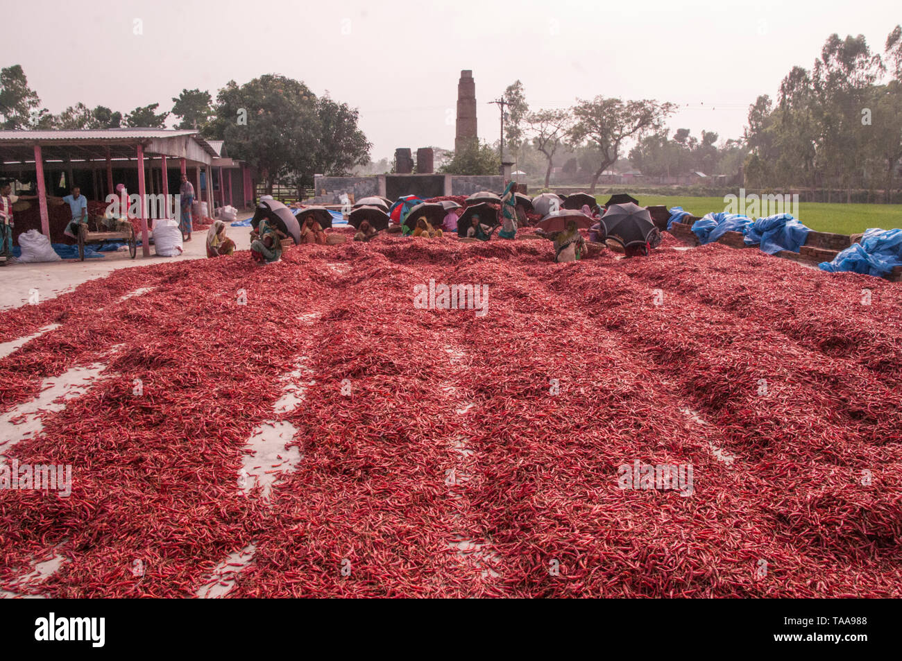 Bogra, Bangladesch. 05. april 2019. Frauen in Bangladesch verarbeiten und trocknen roten Chili unter der Sonne auf einem roten Chili-Trockenfeld am Stadtrand von Stockfoto