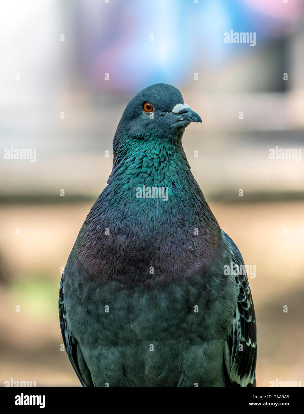 Tauben und Tauben sind die tierischen Familie Columbiformes Columbidae und die Reihenfolge, Stockfoto