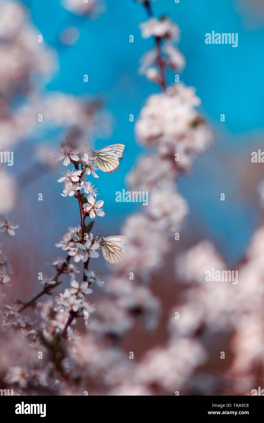Schöne kleine Schmetterlinge flattern über die Zweige der Strauch mit weißen Blüten blühen in den warmen und sonnigen Garten gegen die helle Sonne Stockfoto
