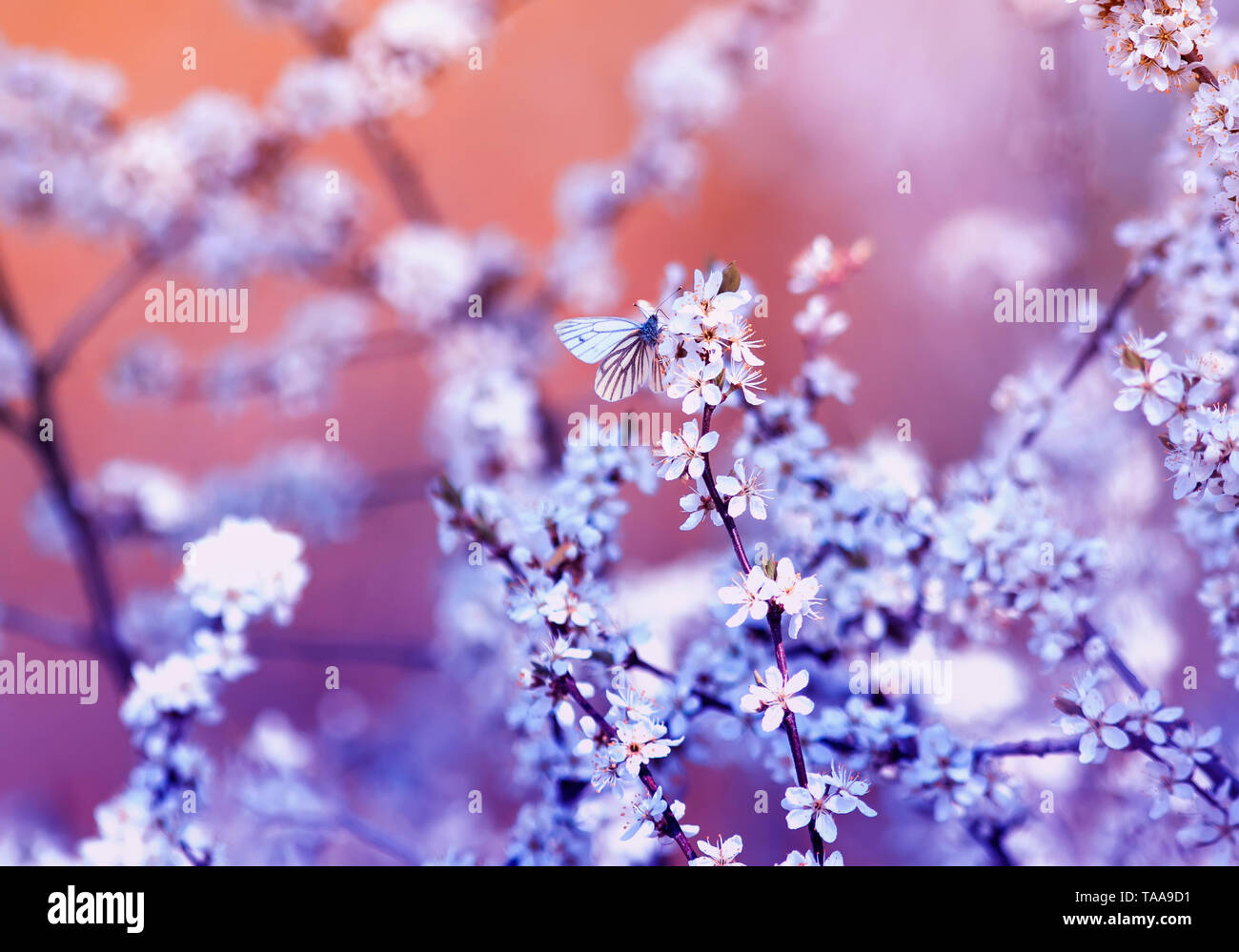 Kleinen weißen Schmetterling sitzt auf Branchen mit flauschigen duftenden Blumen und Sträuchern Knospen im Mai warmen sonnigen Garten blühen in lila Blumen Ah Stockfoto
