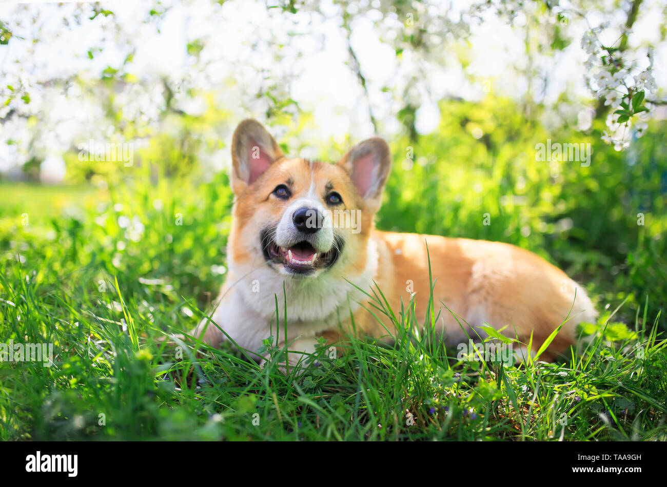 Portrait von cute Funny red dog Corgi Welpen sitzen auf Hintergrund der blühende Sträucher im Frühjahr klar Mai Garten und lächelnd Stockfoto