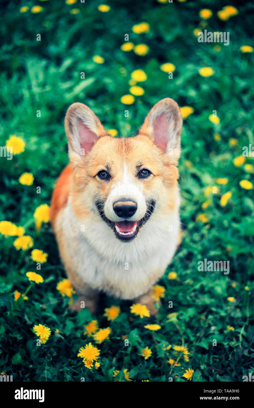 Blick von oben auf einen schönen kleinen Welpen mit einem schmutzigen Nase rot Corgi steht auf einer Wiese mit gelben Löwenzahn Stockfoto