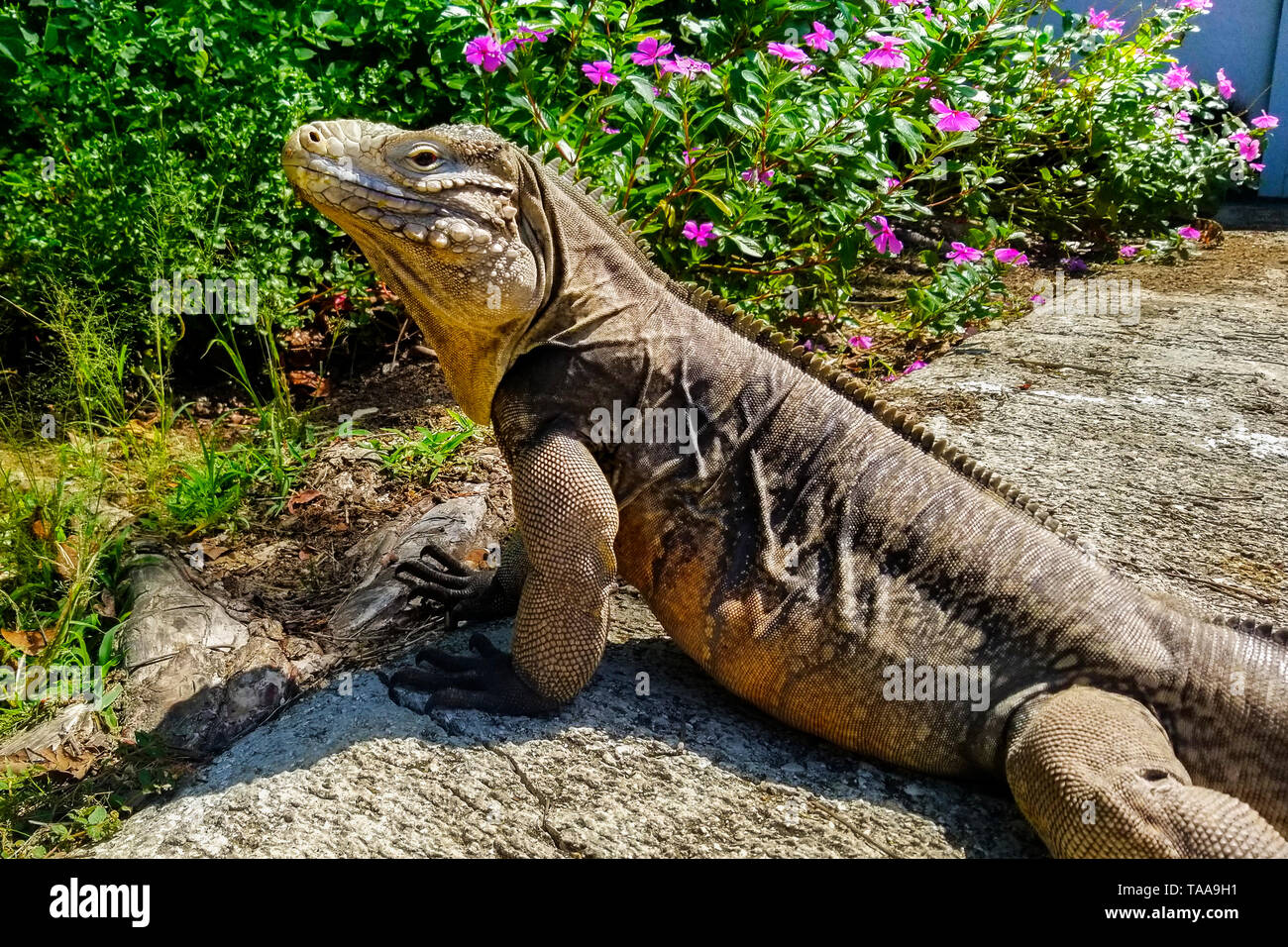 Cyclura nubila in seiner natürlichen Umgebung Stockfoto