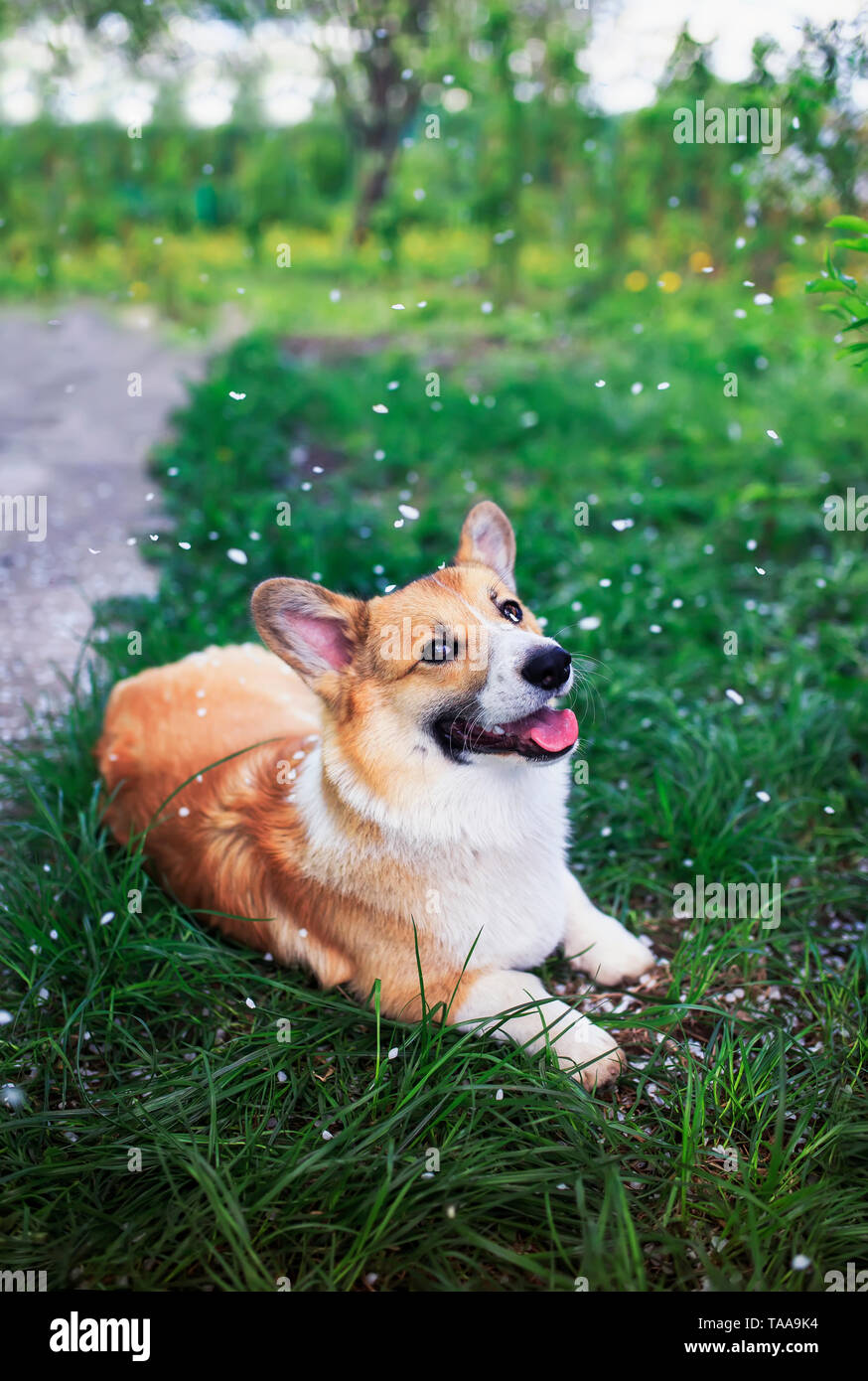 Portrait von cute puppy red dog Corgi im grünen Gras im Frühling Garten liegen unter der Kirsche Blütenblätter Stockfoto