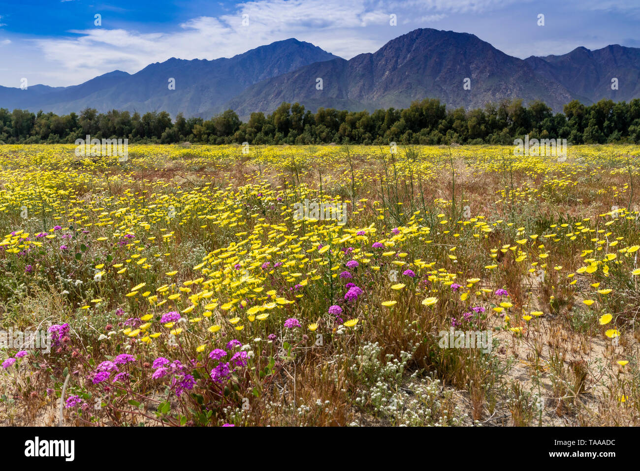 Wüste Wildblumen blühen in dem Anza-Borrego State Park im Jahr 2019 Superbloom, Kalifornien, USA. Stockfoto