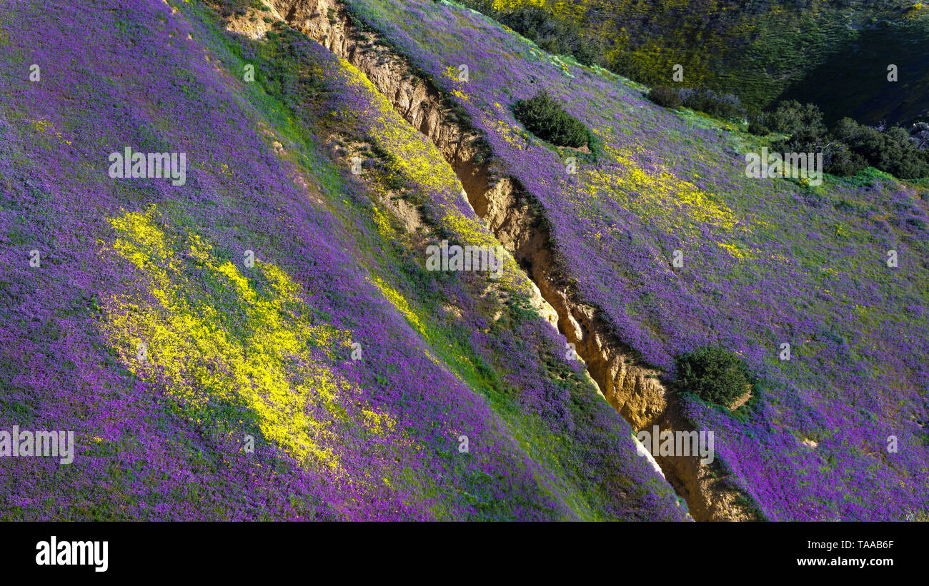Die Carizzo Plain National Monument mit Wildblumen der 2019 Superbloom, Kalifornien, USA. Stockfoto
