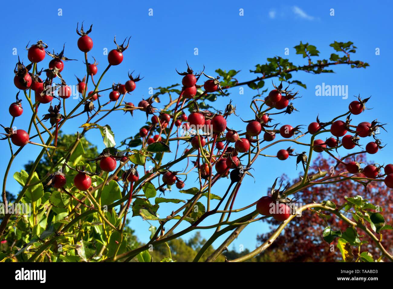Rote Hagebutten auf einem Baum gegen Himmel Hintergrund. Hagebutten sind eine der reichsten Quellen von Vitamin C und auch Vitamin A enthalten, Thiamin, Niacin, Rippe Stockfoto
