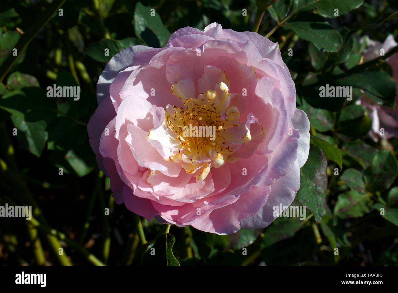 Belle Geschichte Rose, wunderschöne schalenförmige Blüten von Aprikose und attraktive Staubgefäßen Stockfoto