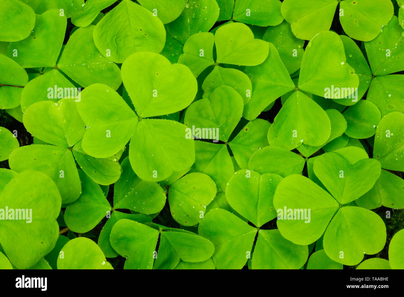 Oxalis oder Sauerklee; Salmon Creek, Willamette National Forest, Oregon. Stockfoto