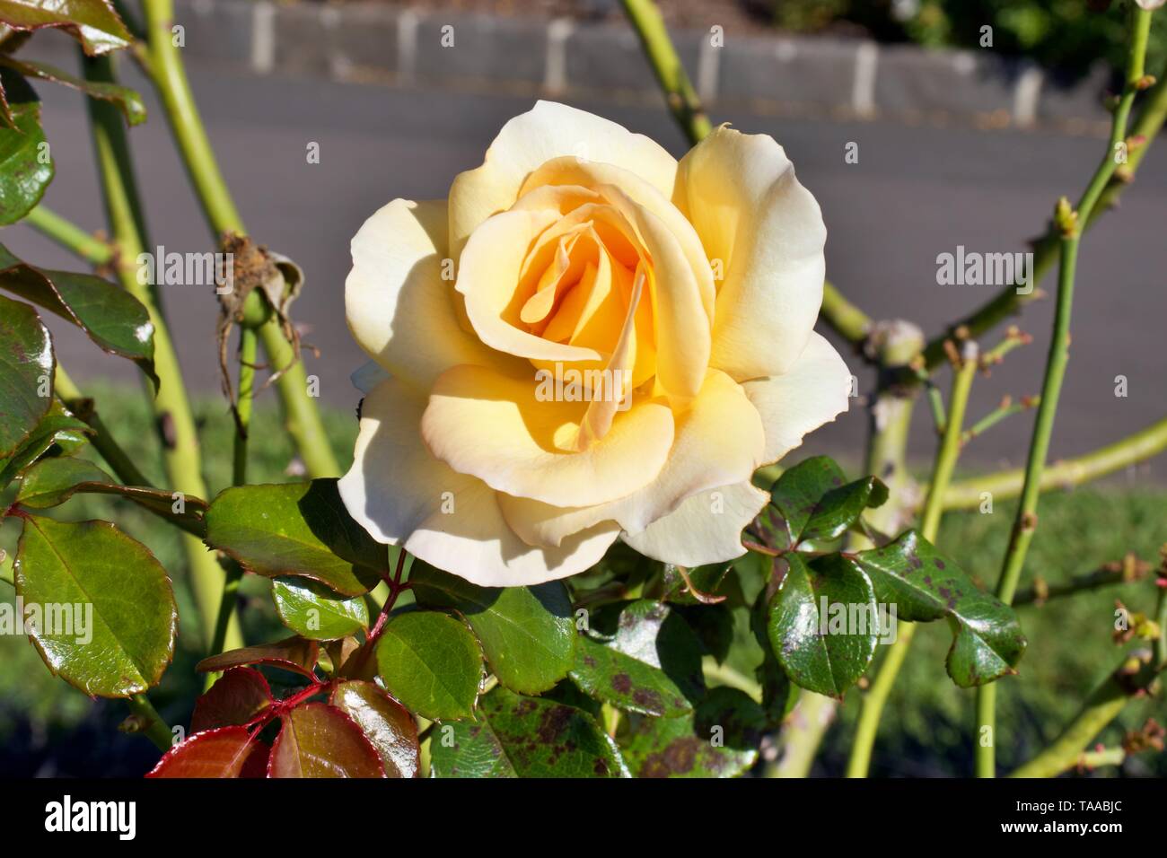 Aprikose Nektar, Floribunda Rose, Soft orange Rose auf Bush gegen entgratet Hintergrund Stockfoto